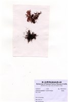 藏品(縱胞藻)的圖片